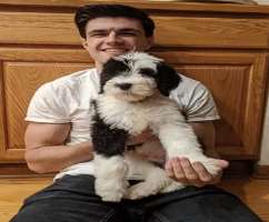 The YouTuber has adopted two dogs, whom he has named Athena and Bentley.